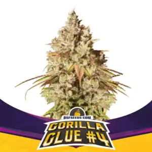 GORILLA#4-TNT INFUSED