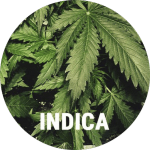 Flowers-Indica